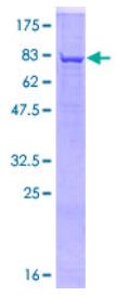 SDS-PAGE (FUT8-4567H).jpg